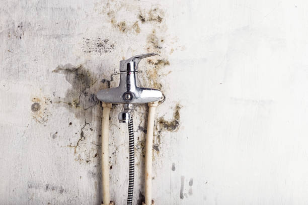 Best Commercial Mold Removal  in Pilot Mountain, NC