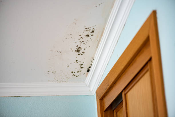 Best Attic Mold Removal  in Pilot Mountain, NC