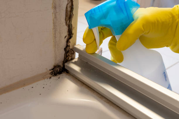 Home Mold Removal in Pilot Mountain, NC
