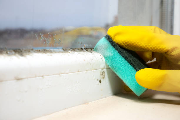 Best Local Mold Removal Service  in Pilot Mountain, NC