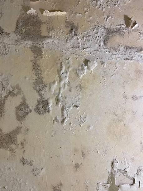 Best Best Mold Removal Companies  in Pilot Mountain, NC