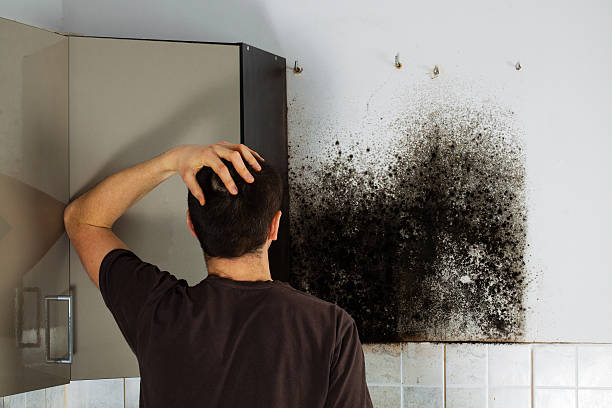 Best Best Mold Removal Companies  in Pilot Mountain, NC