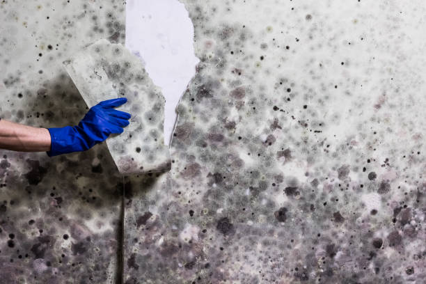 Best Fast Mold Removal  in Pilot Mountain, NC